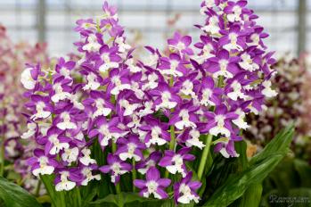 エビネ 蘭裕園 Ranyuen