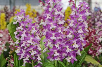 エビネ 蘭裕園 Ranyuen