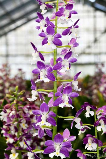 エビネ 蘭裕園 Ranyuen