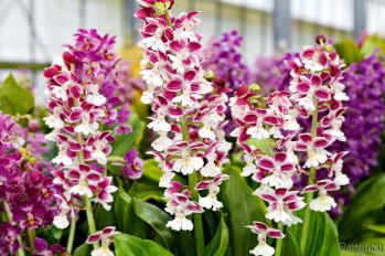 エビネ 蘭裕園 Ranyuen