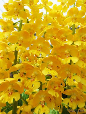 エビネ 蘭裕園 Ranyuen