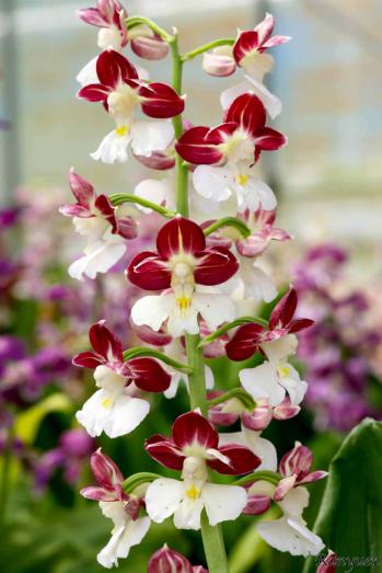 エビネ 蘭裕園 Ranyuen