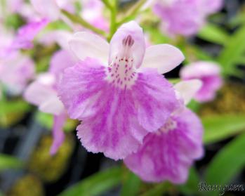 アワチドリ・夢ちどり 蘭裕園 Ranyuen