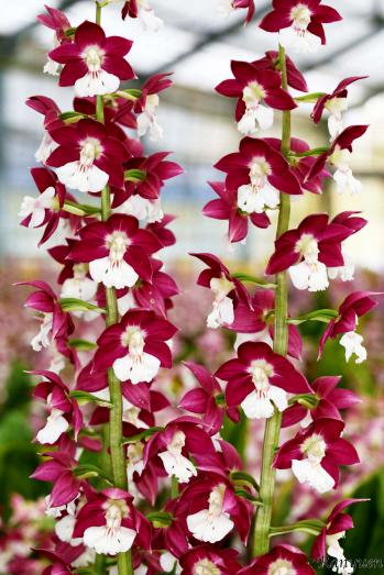 エビネ 蘭裕園 Ranyuen