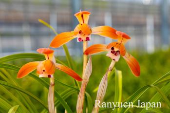 春蘭 蘭裕園 Ranyuen