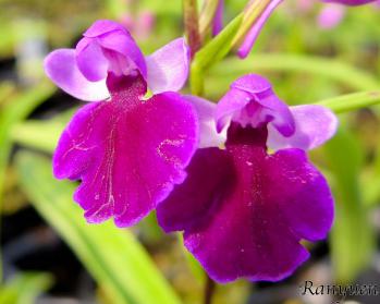 アワチドリ・夢ちどり 蘭裕園 Ranyuen