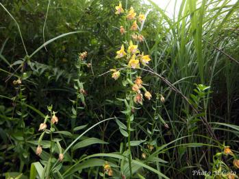 カキラン 蘭裕園 Ranyuen