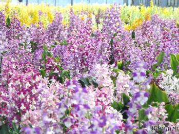 エビネ 蘭裕園 Ranyuen