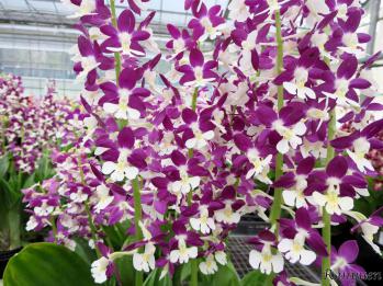 エビネ 蘭裕園 Ranyuen