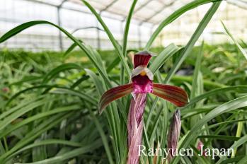 春蘭 蘭裕園 Ranyuen