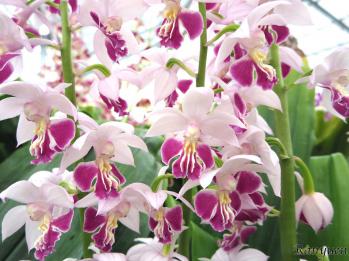 エビネ 蘭裕園 Ranyuen