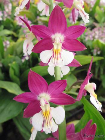 エビネ 蘭裕園 Ranyuen