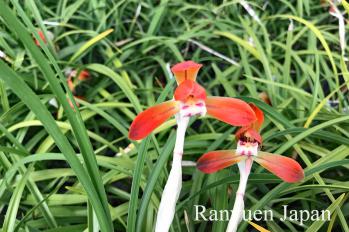 春蘭 蘭裕園 Ranyuen