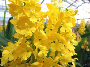 エビネ 蘭裕園 Ranyuen