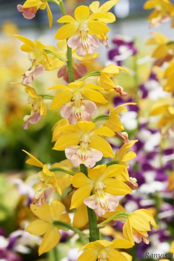 エビネ 蘭裕園 Ranyuen