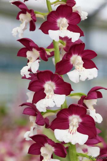 エビネ 蘭裕園 Ranyuen