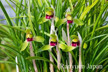 春蘭 蘭裕園 Ranyuen