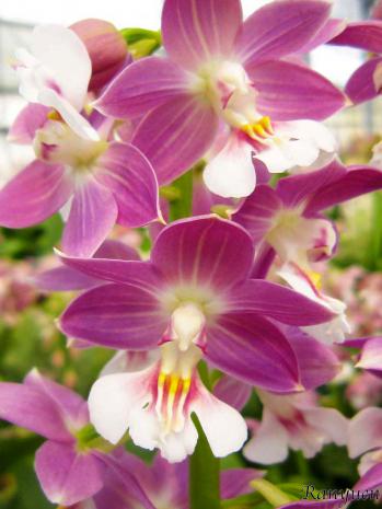 Calanthe Ranyuen