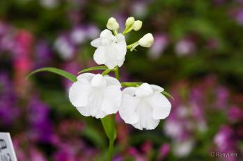 アワチドリ・夢ちどり 蘭裕園 Ranyuen