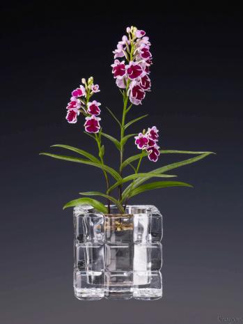 蘭裕園スタイル 蘭裕園 Ranyuen