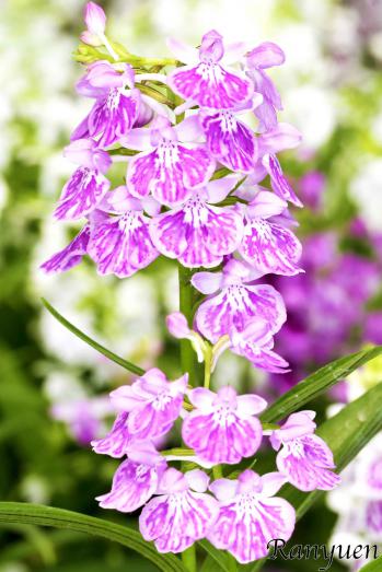 アワチドリ・夢ちどり 蘭裕園 Ranyuen