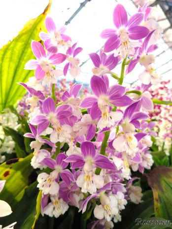 エビネ 蘭裕園 Ranyuen