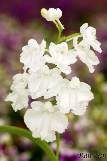 アワチドリ・夢ちどり 蘭裕園 Ranyuen