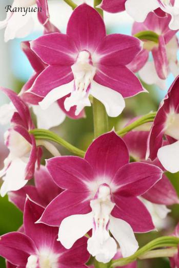 Calanthe Ranyuen