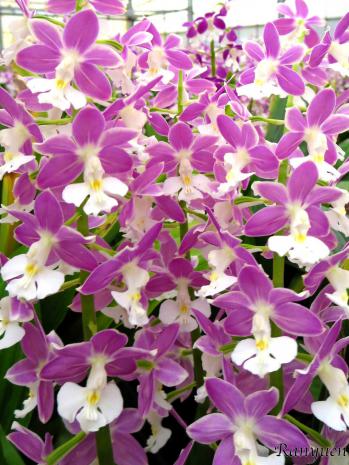 エビネ 蘭裕園 Ranyuen