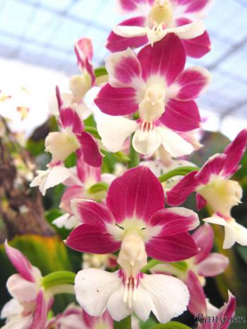 エビネ 蘭裕園 Ranyuen