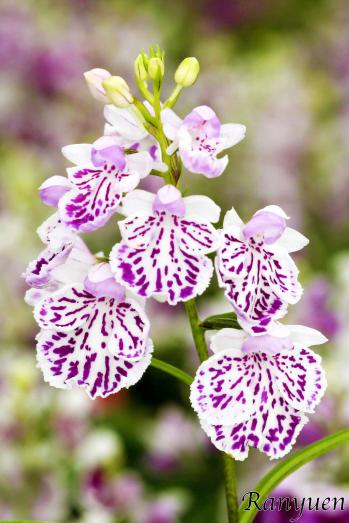 アワチドリ・夢ちどり 蘭裕園 Ranyuen