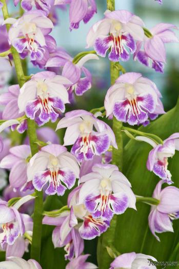 エビネ 蘭裕園 Ranyuen