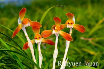 春蘭 蘭裕園 Ranyuen