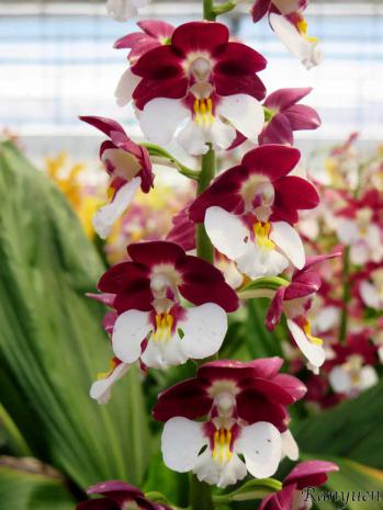 エビネ 蘭裕園 Ranyuen