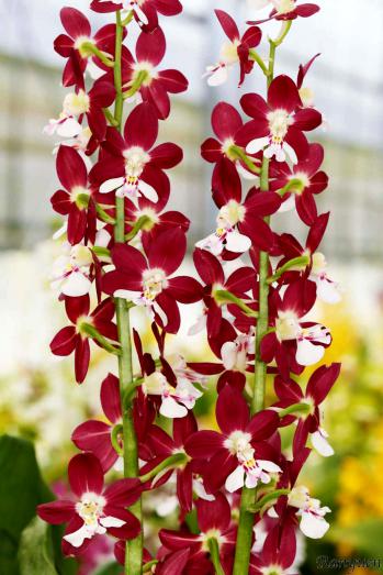 エビネ 蘭裕園 Ranyuen