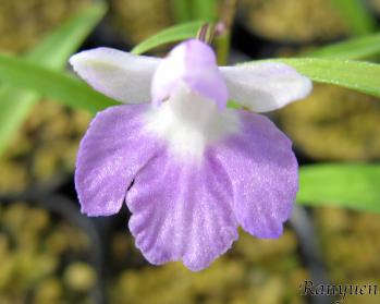 アワチドリ・夢ちどり 蘭裕園 Ranyuen