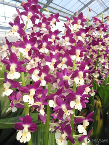 エビネ 蘭裕園 Ranyuen