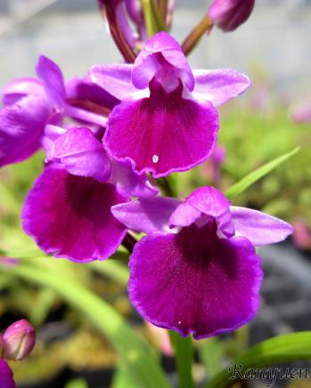 アワチドリ・夢ちどり 蘭裕園 Ranyuen