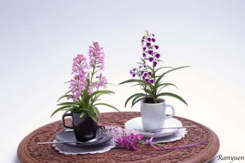 蘭裕園スタイル 蘭裕園 Ranyuen