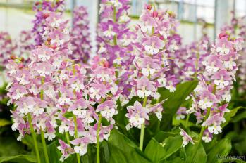 エビネ 蘭裕園 Ranyuen