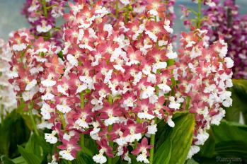 エビネ 蘭裕園 Ranyuen