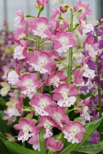 エビネ 蘭裕園 Ranyuen