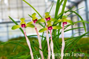 春蘭 蘭裕園 Ranyuen