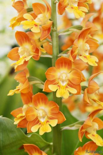 エビネ 蘭裕園 Ranyuen