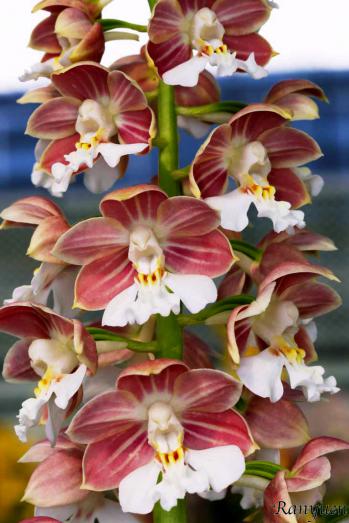 エビネ 蘭裕園 Ranyuen