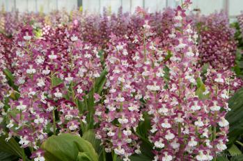 エビネ 蘭裕園 Ranyuen