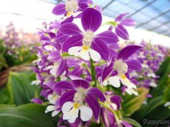 エビネ 蘭裕園 Ranyuen