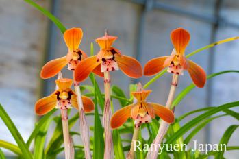 春蘭 蘭裕園 Ranyuen