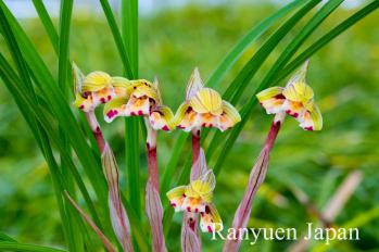 春蘭 蘭裕園 Ranyuen