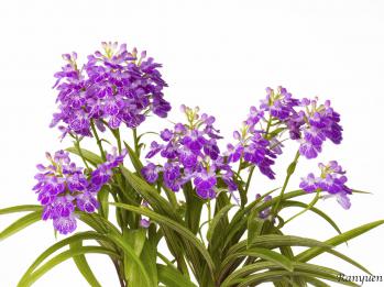 アワチドリ・夢ちどり 蘭裕園 Ranyuen